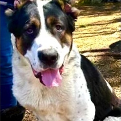 Archie - best boy, greatest personality!, Adoptable, Young Male Bernese Mountain Dog & Great Pyrenees.