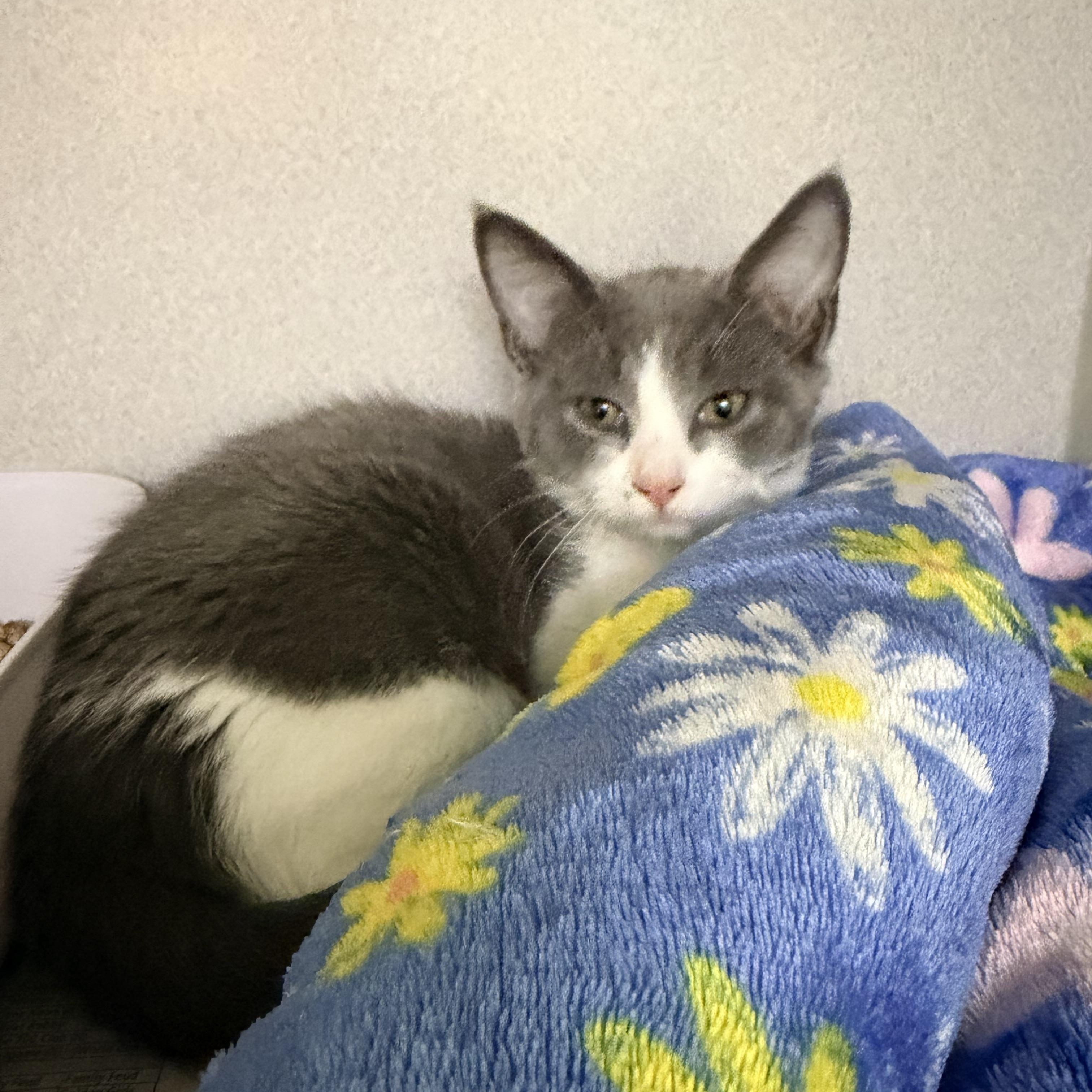 Beckett, adopted, Kitten Male Domestic Short Hair.