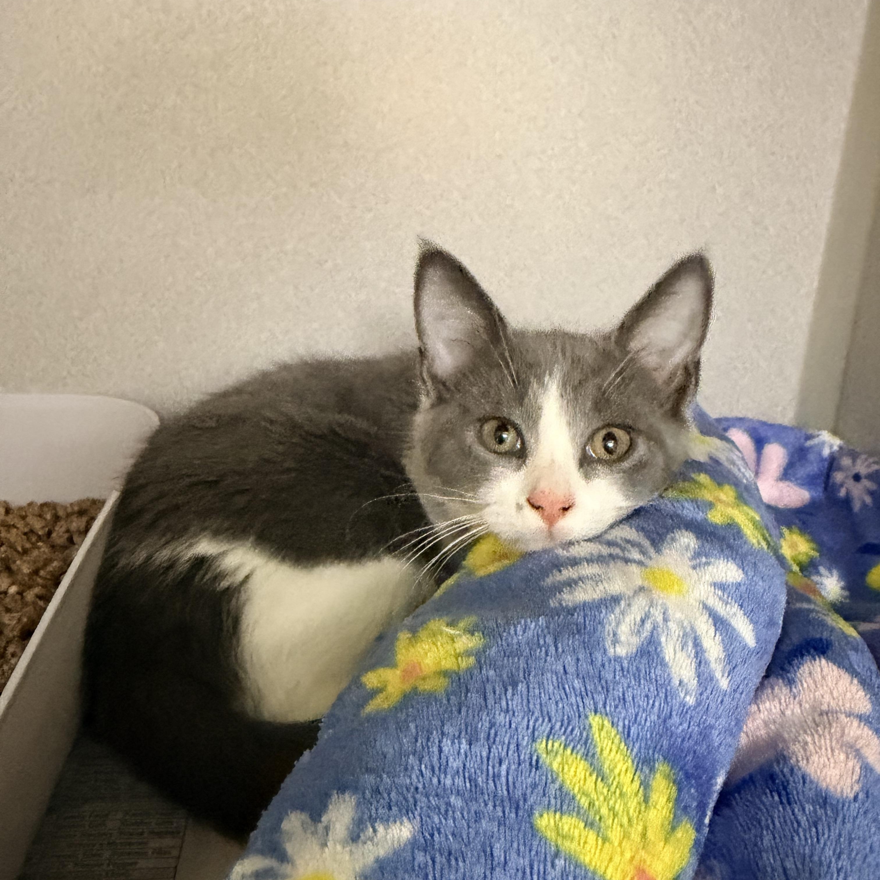 Enlarge Beckett, an adopted Domestic Short Hair in Pottsville, PA image 2/2