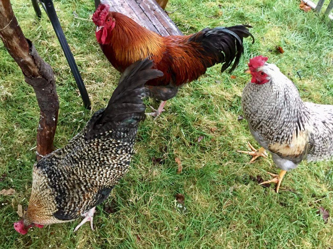 Enlarge The Boy Band, a Adoptable Chicken in Fall City, WA image 1/5