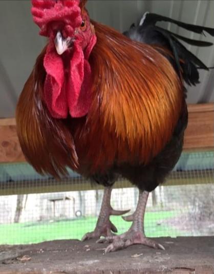 The Boy Band, Adoptable, Adult Male Chicken.