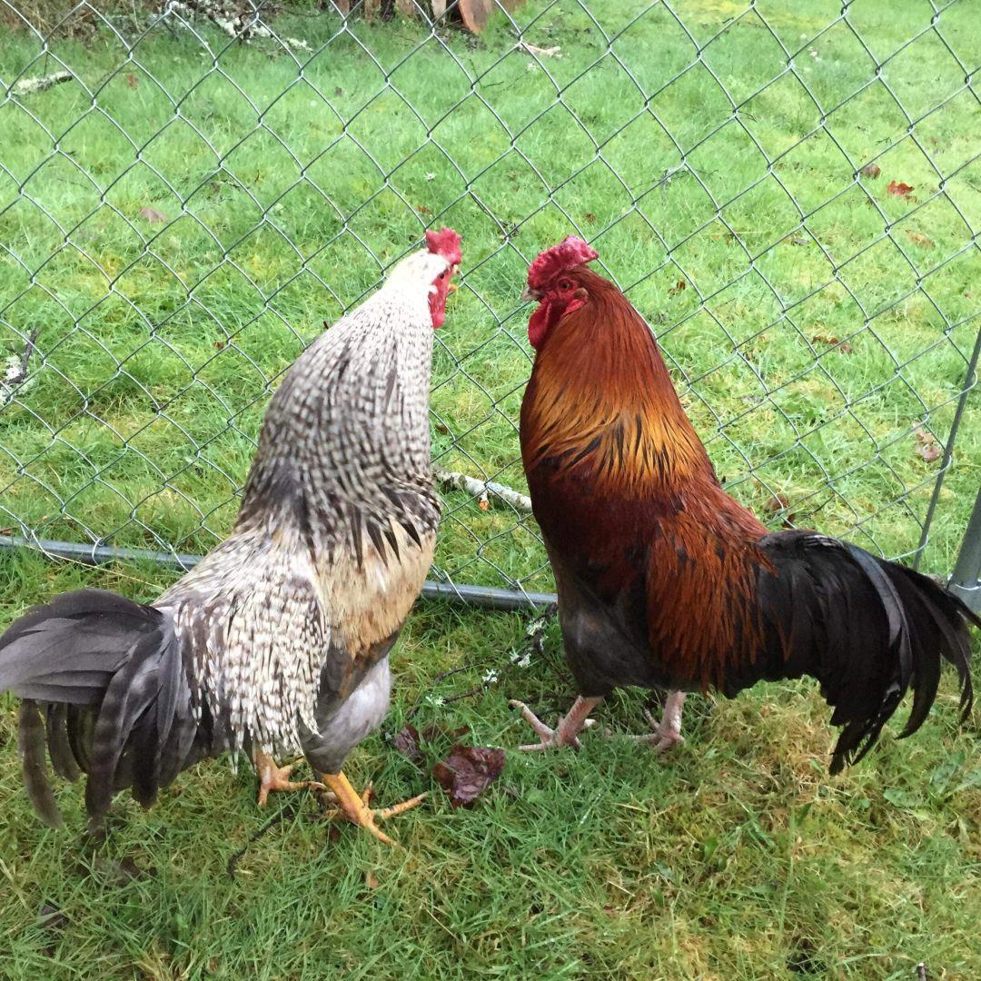 Enlarge The Boy Band, a Adoptable Chicken in Fall City, WA image 3/5