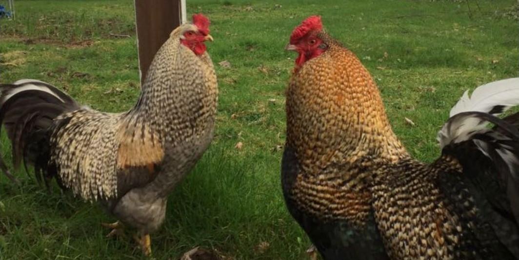 Enlarge The Boy Band, a Adoptable Chicken in Fall City, WA image 4/5
