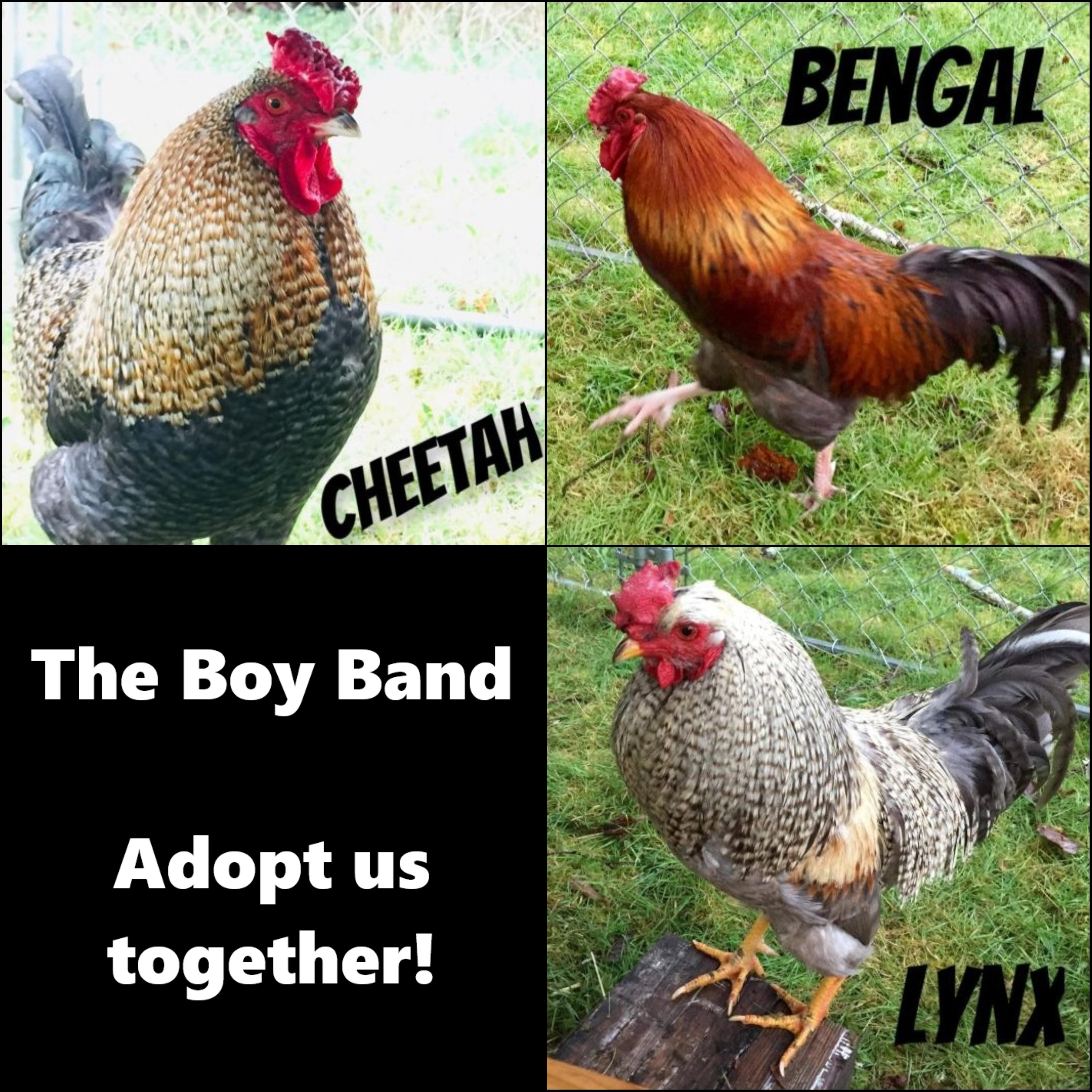 Enlarge The Boy Band, a Adoptable Chicken in Fall City, WA image 5/5