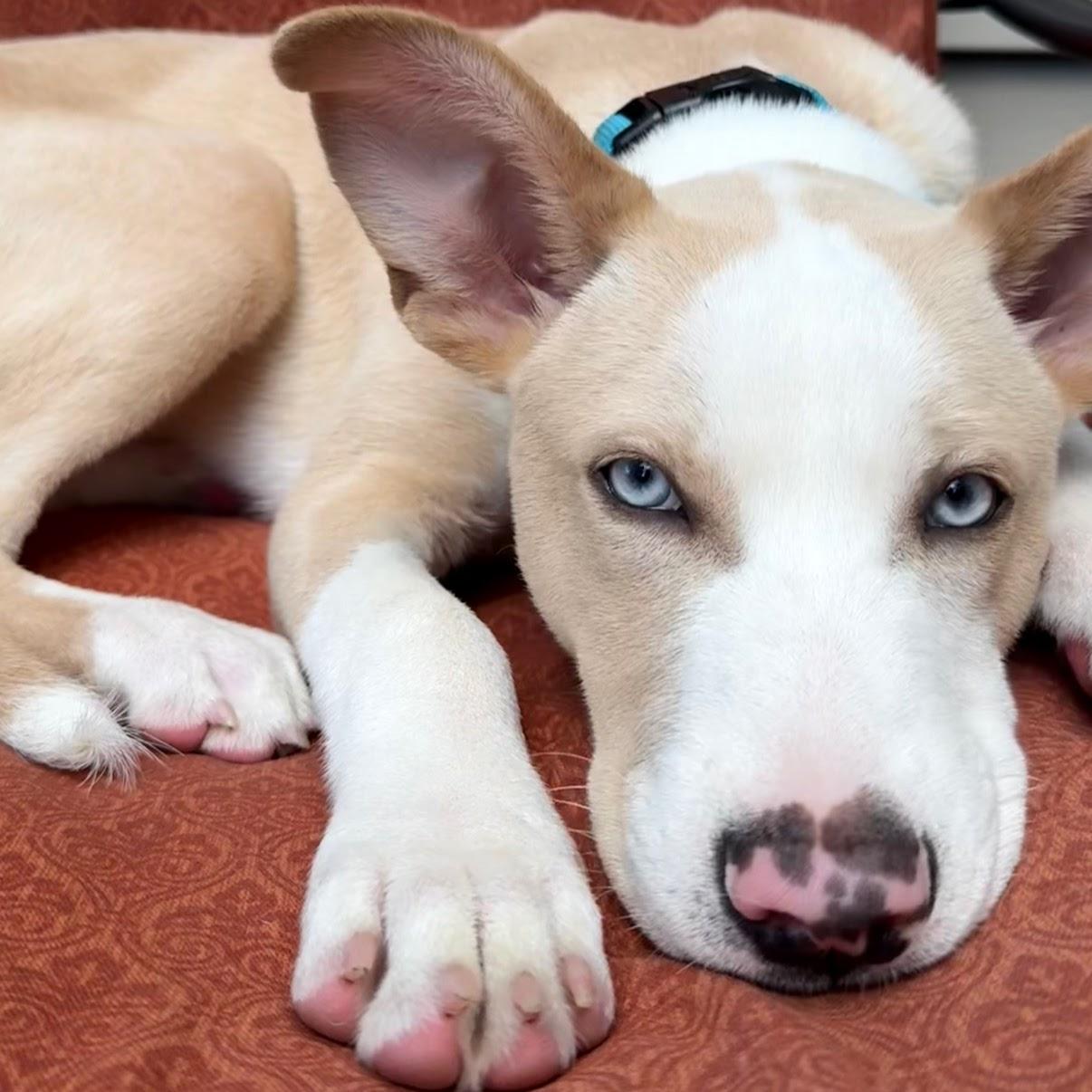 Scout, an adopted Mixed Breed in Syracuse, NY image 2/3