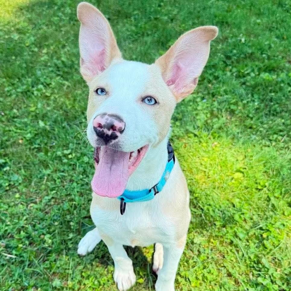 Scout, an adopted Mixed Breed in Syracuse, NY image 1/3