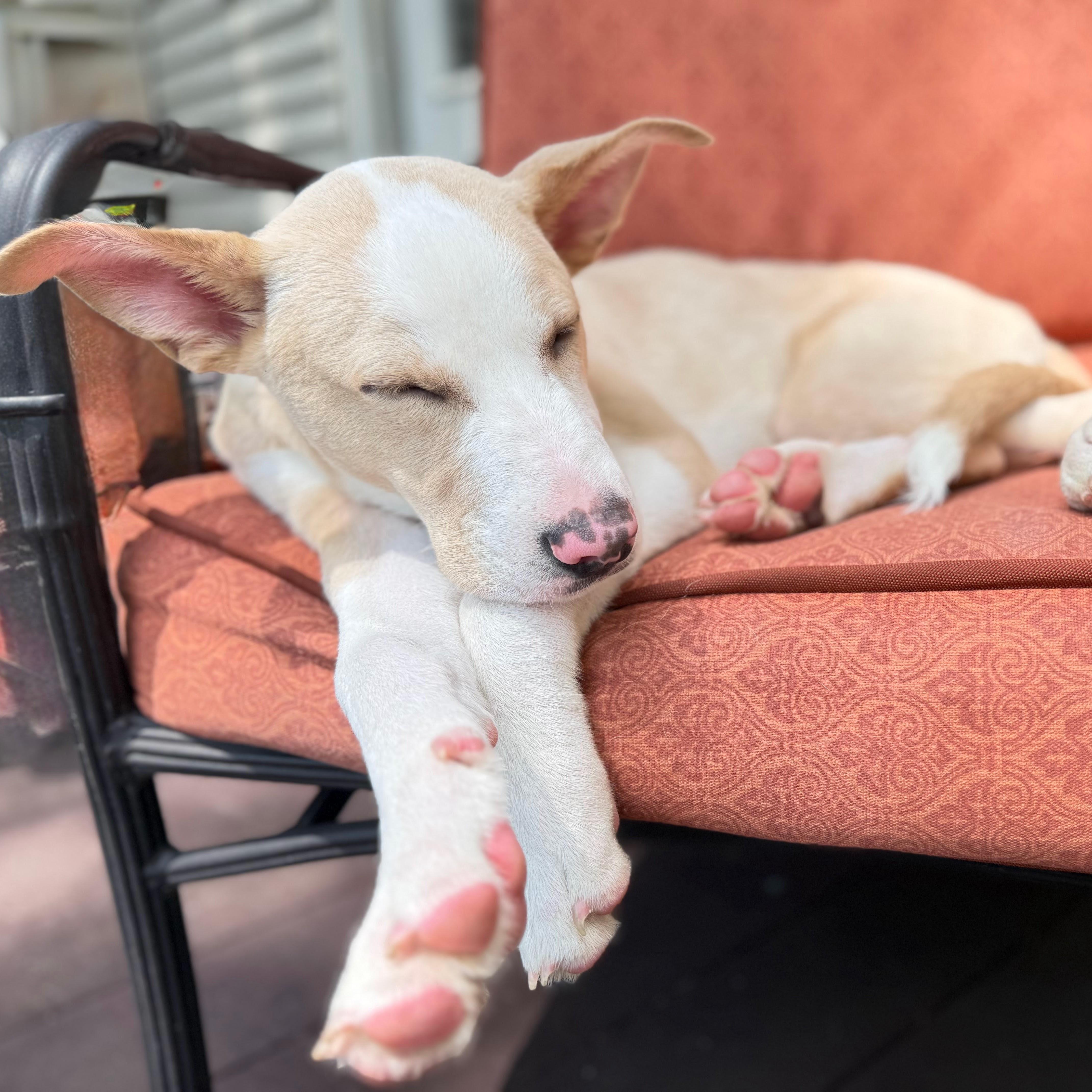 Scout, an adopted Mixed Breed in Syracuse, NY image 3/3