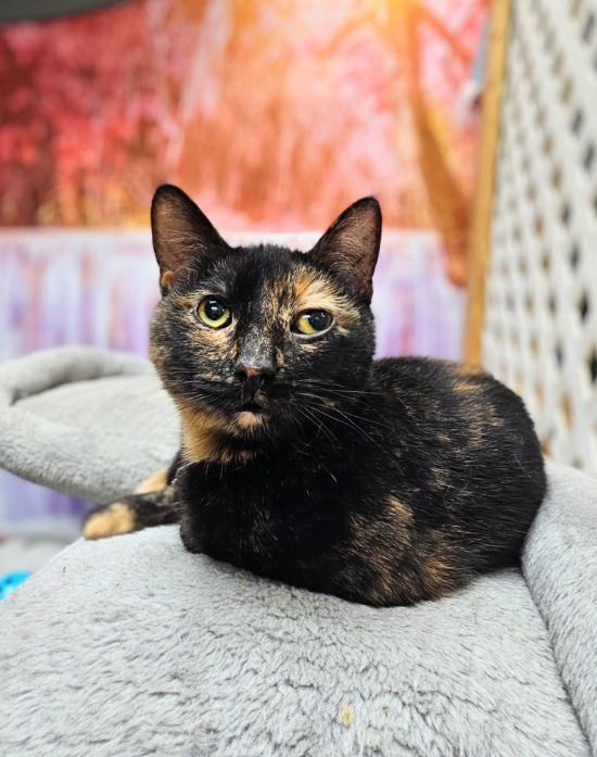 Fish, Young Female Domestic Short Hair