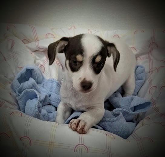 Enlarge Bruiser, a ADOPTABLE mixed breed in Mauston, WI image 1/1