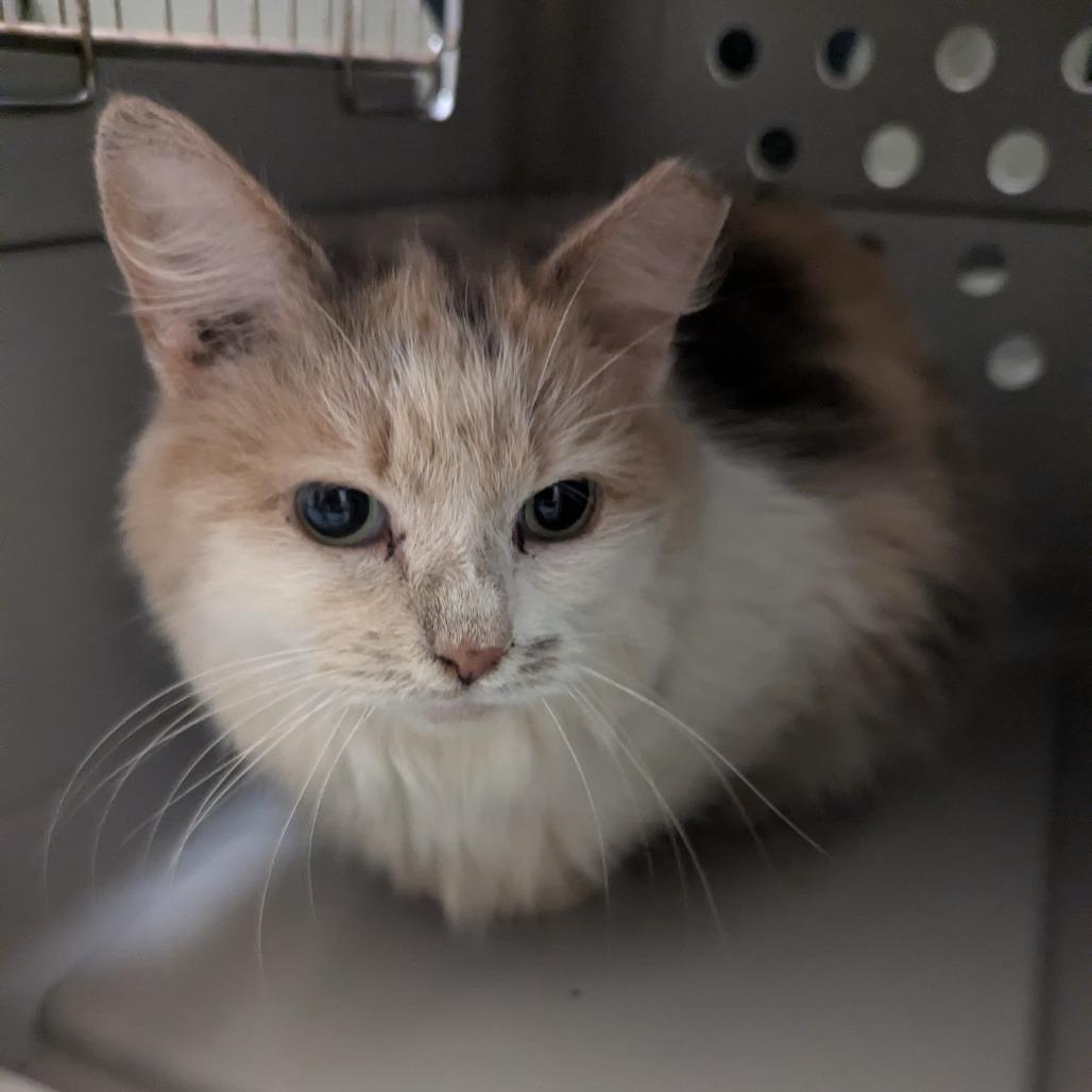 Enlarge Quokka, a Adoptable Domestic Long Hair in Charlottesville, VA image 1/1
