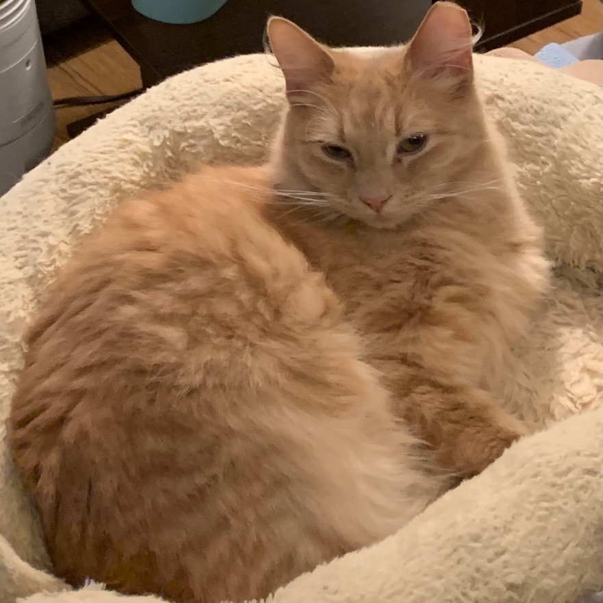 Cinnamon Girl, a Adoptable Domestic Medium Hair in Anaheim, CA image 1/4