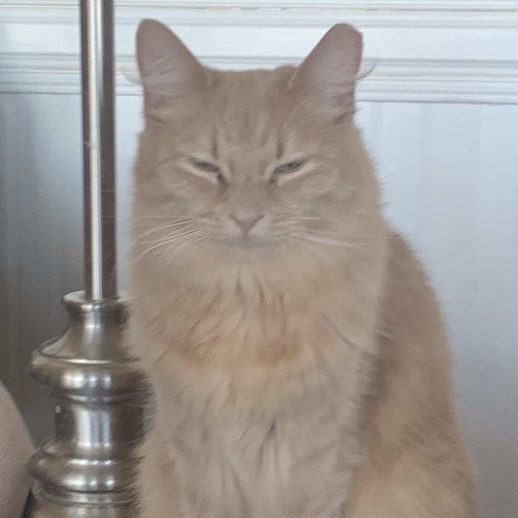 Cinnamon Girl, a Adoptable Domestic Medium Hair in Anaheim, CA image 2/4