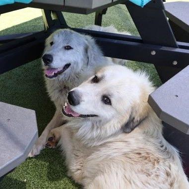 CT Yuki, Adoptable, Young Female Great Pyrenees.
