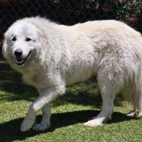 Enlarge CT Yuki, a Adoptable Great Pyrenees in Stormville, NY image 2/6