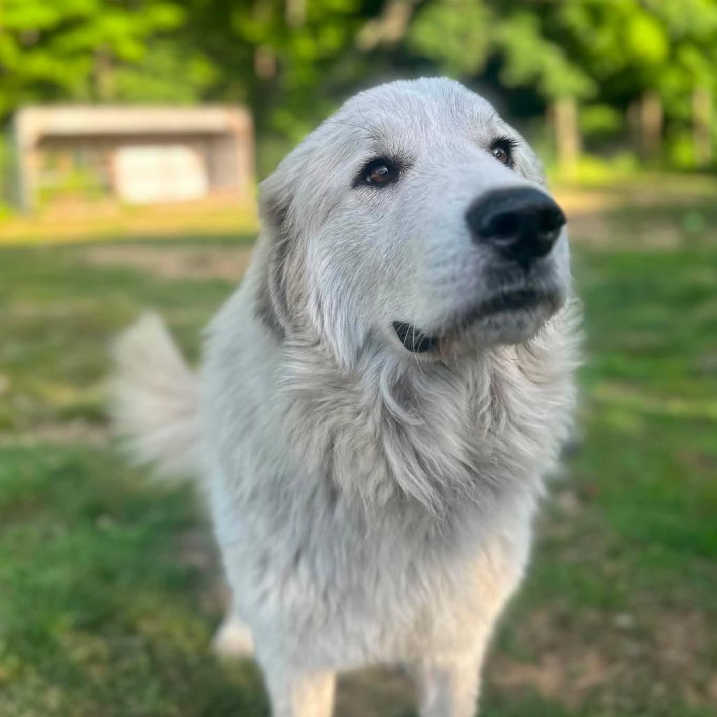 Enlarge CT Yuki, a Adoptable Great Pyrenees in Stormville, NY image 3/6