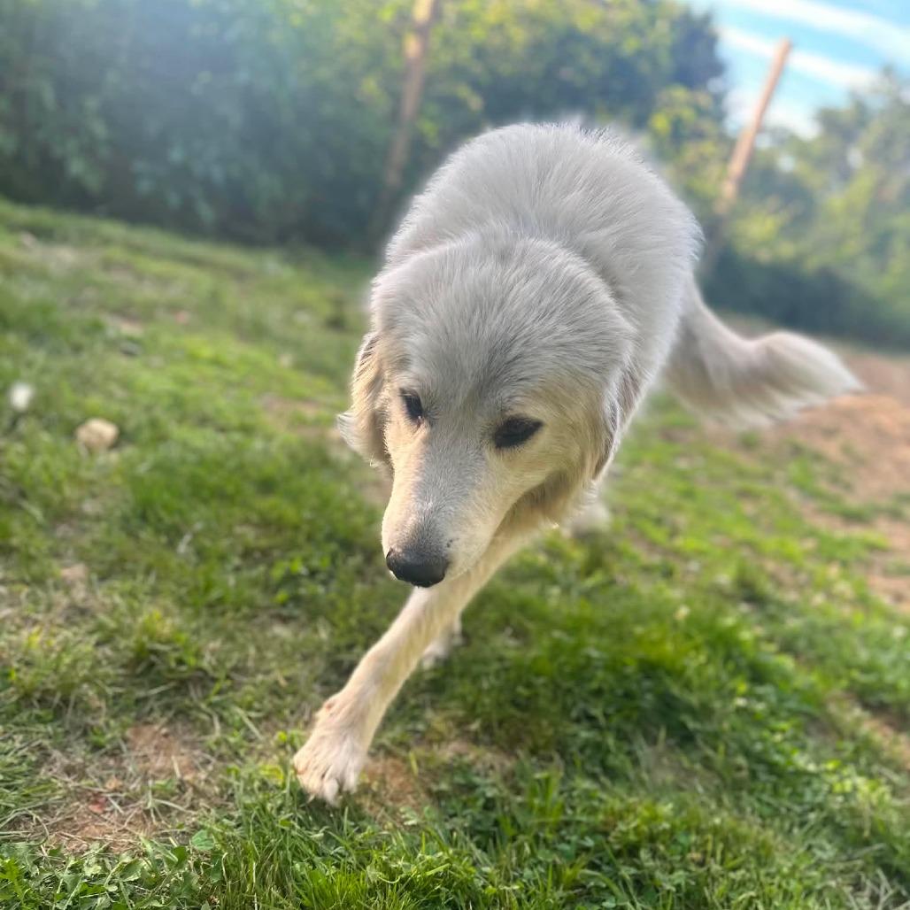 Enlarge CT Yuki, a Adoptable Great Pyrenees in Stormville, NY image 4/6