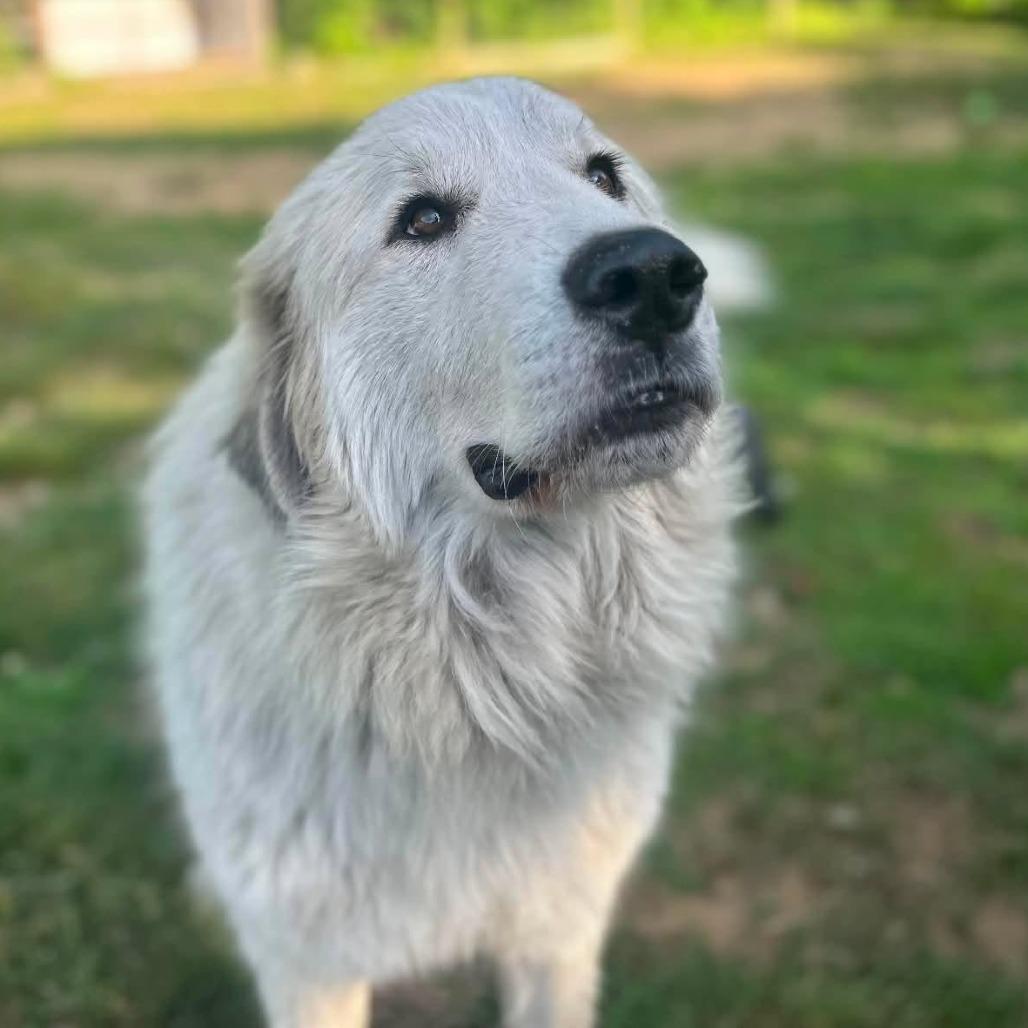 Enlarge CT Yuki, a Adoptable Great Pyrenees in Stormville, NY image 5/6