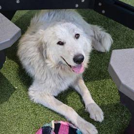 Enlarge CT Yuki, a Adoptable Great Pyrenees in Stormville, NY image 6/6