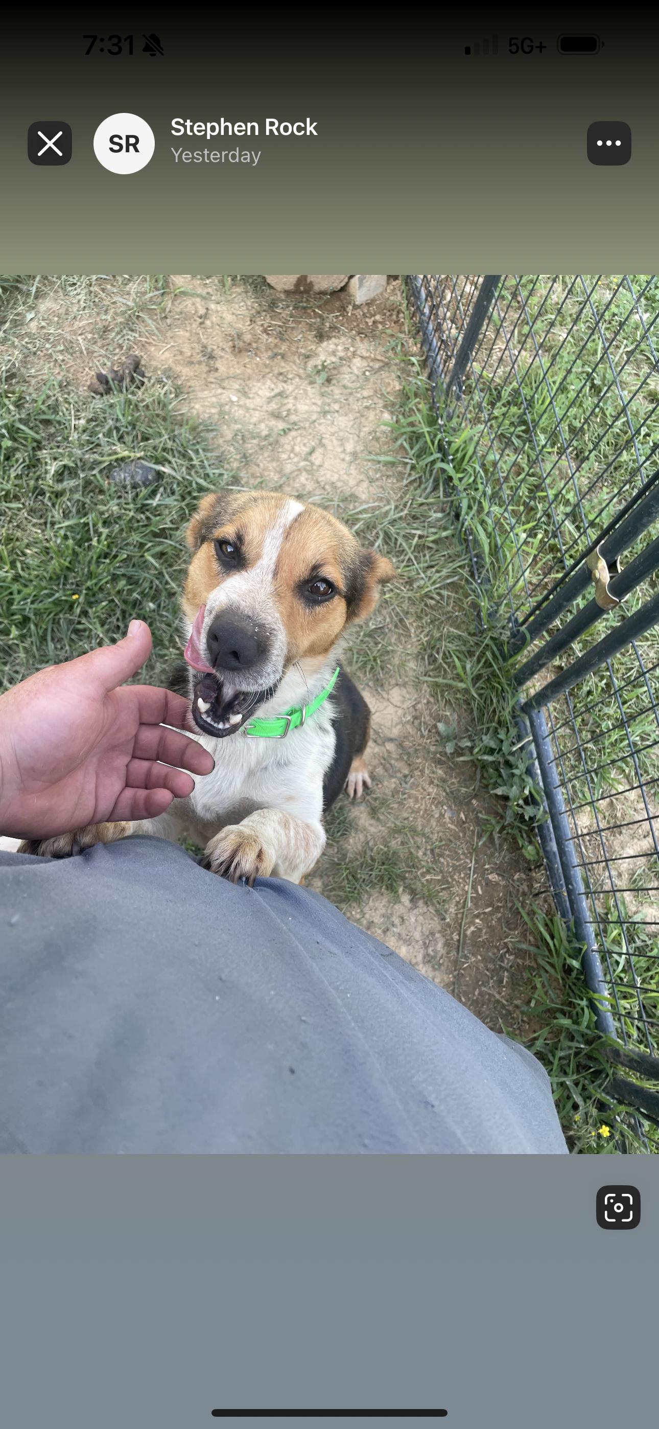 Enlarge Coco, a Adopted mixed breed in Wartrace, TN image 1/1