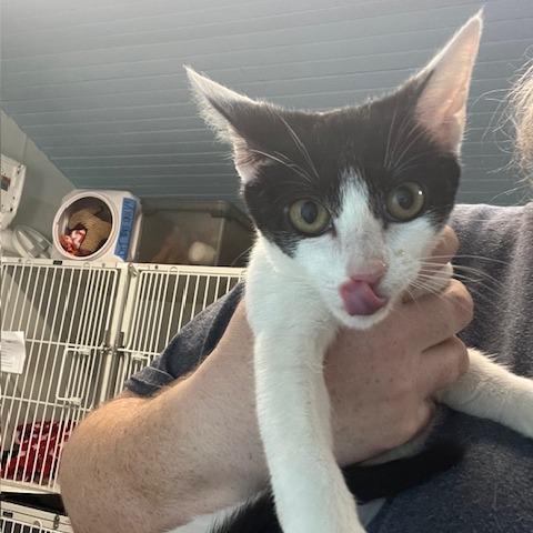 Enlarge Annie, a Adoptable Domestic Short Hair in Lake Panasoffkee, FL image 1/6