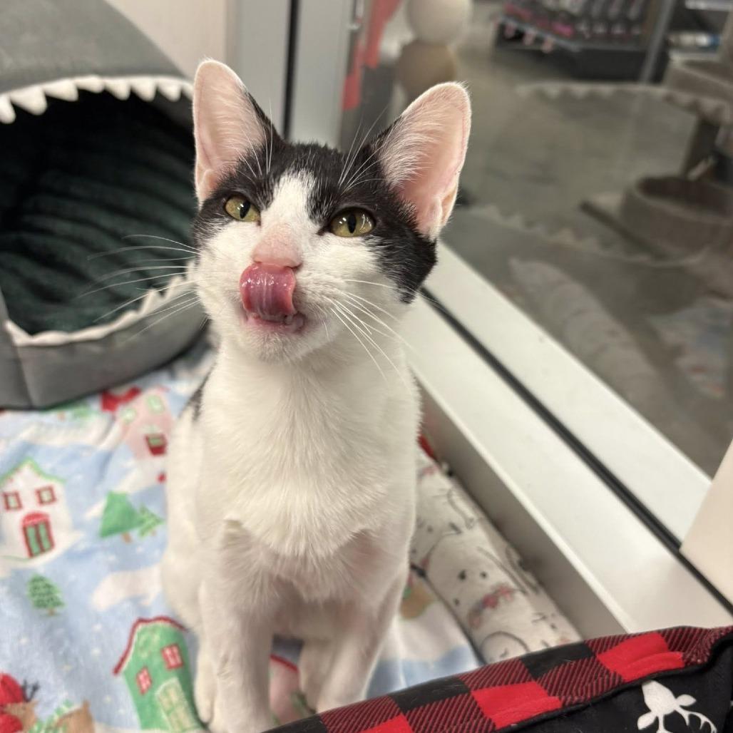 Enlarge Annie, a Adoptable Domestic Short Hair in Lake Panasoffkee, FL image 2/6