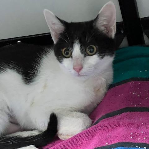 Enlarge Annie, a Adoptable Domestic Short Hair in Lake Panasoffkee, FL image 3/6