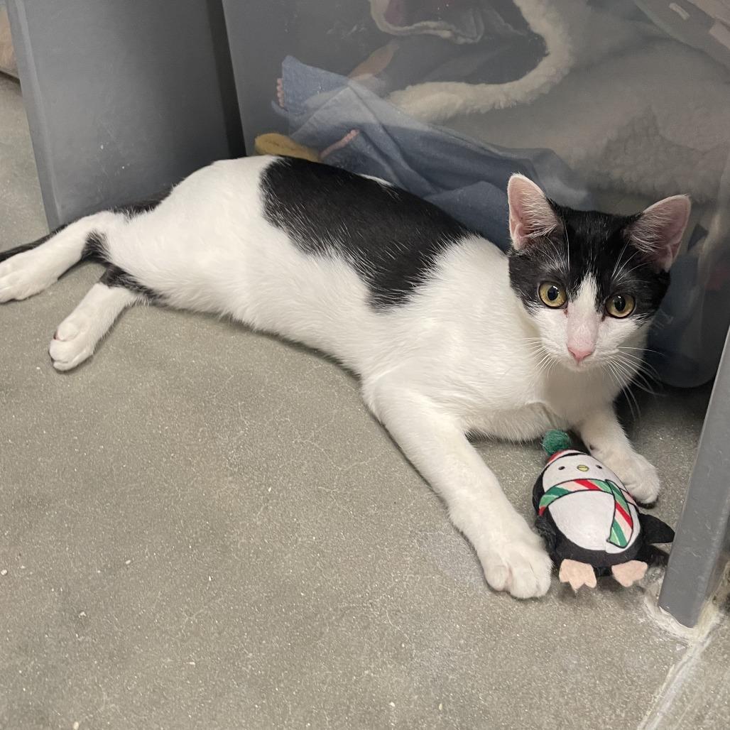 Enlarge Annie, a Adoptable Domestic Short Hair in Lake Panasoffkee, FL image 5/6