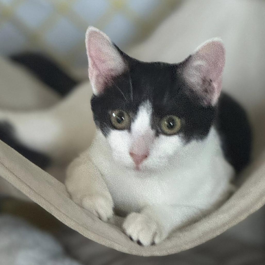 Enlarge Annie, a Adoptable Domestic Short Hair in Lake Panasoffkee, FL image 6/6