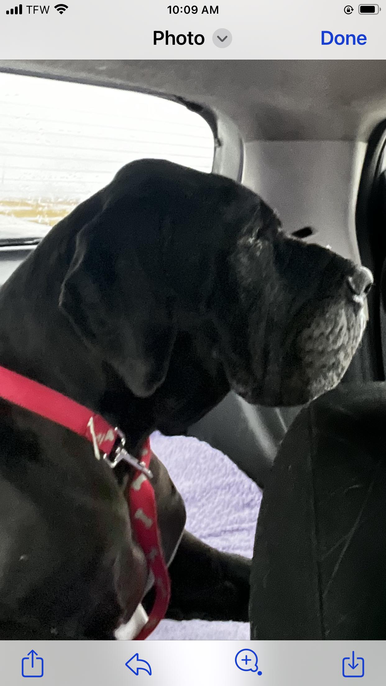 Bella, ADOPTABLE, Senior Female Great Dane.