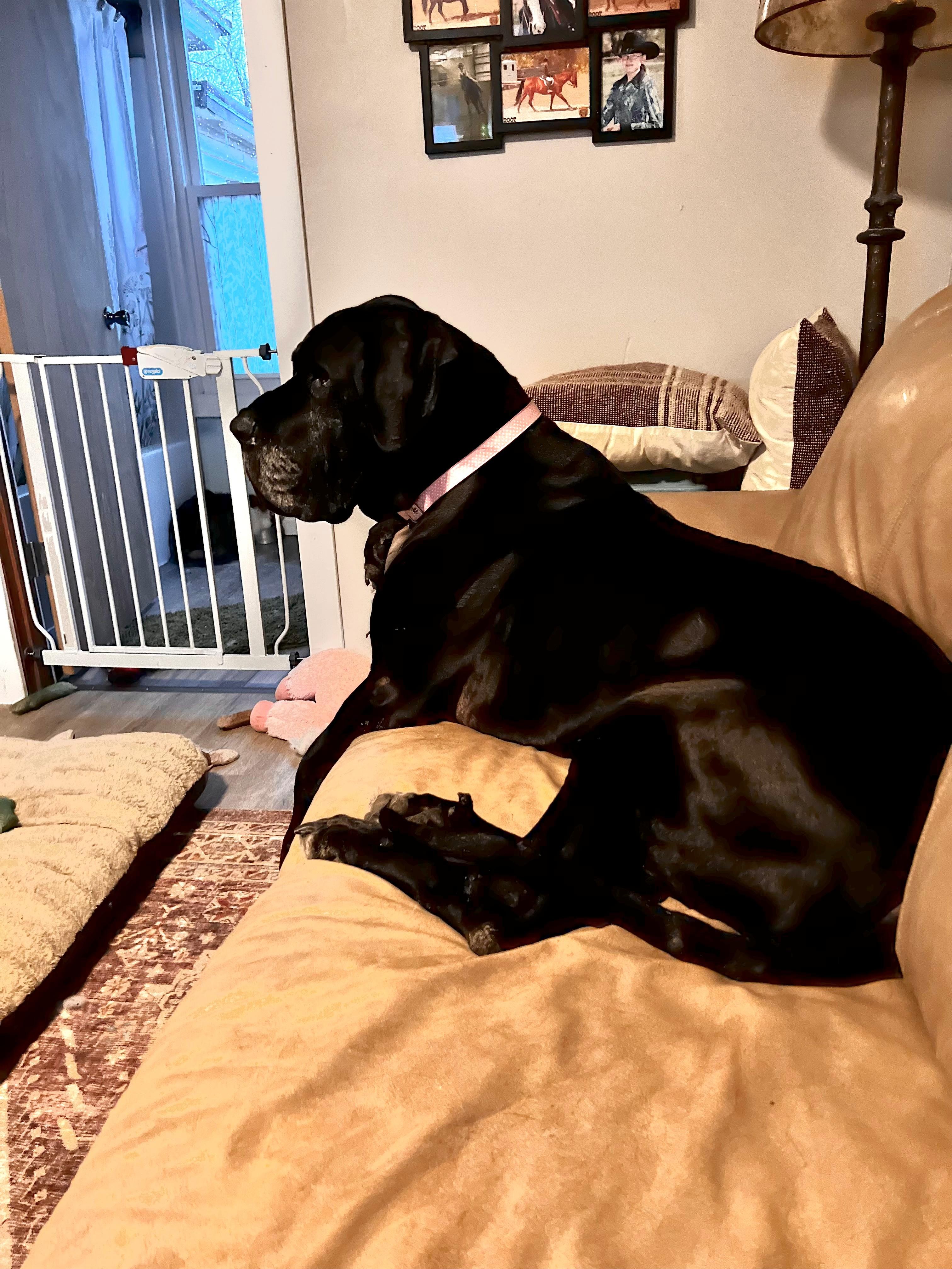 Enlarge Bella, a ADOPTABLE Great Dane in Oregon, IL image 2/3