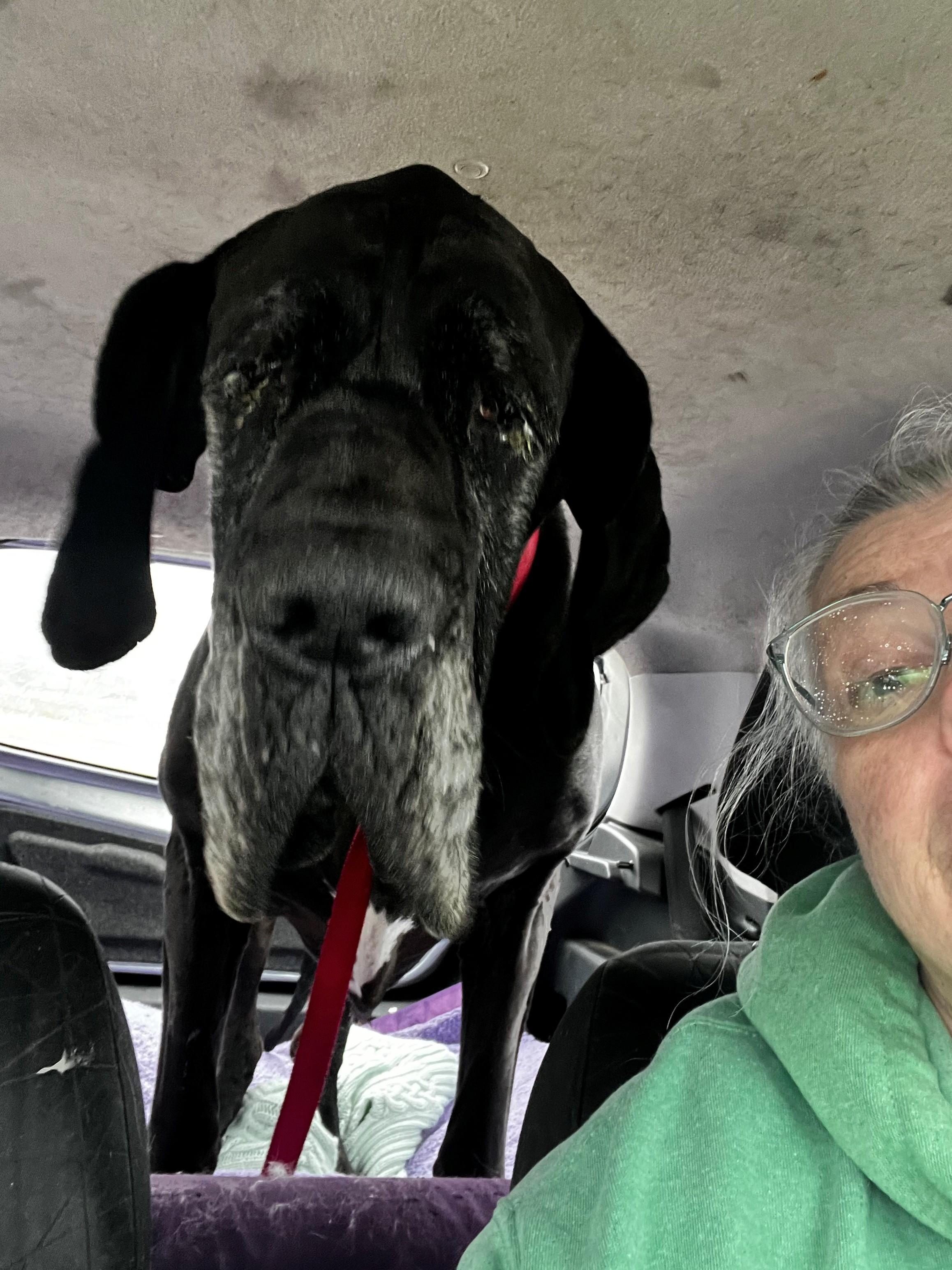 Enlarge Bella, a ADOPTABLE Great Dane in Oregon, IL image 3/3