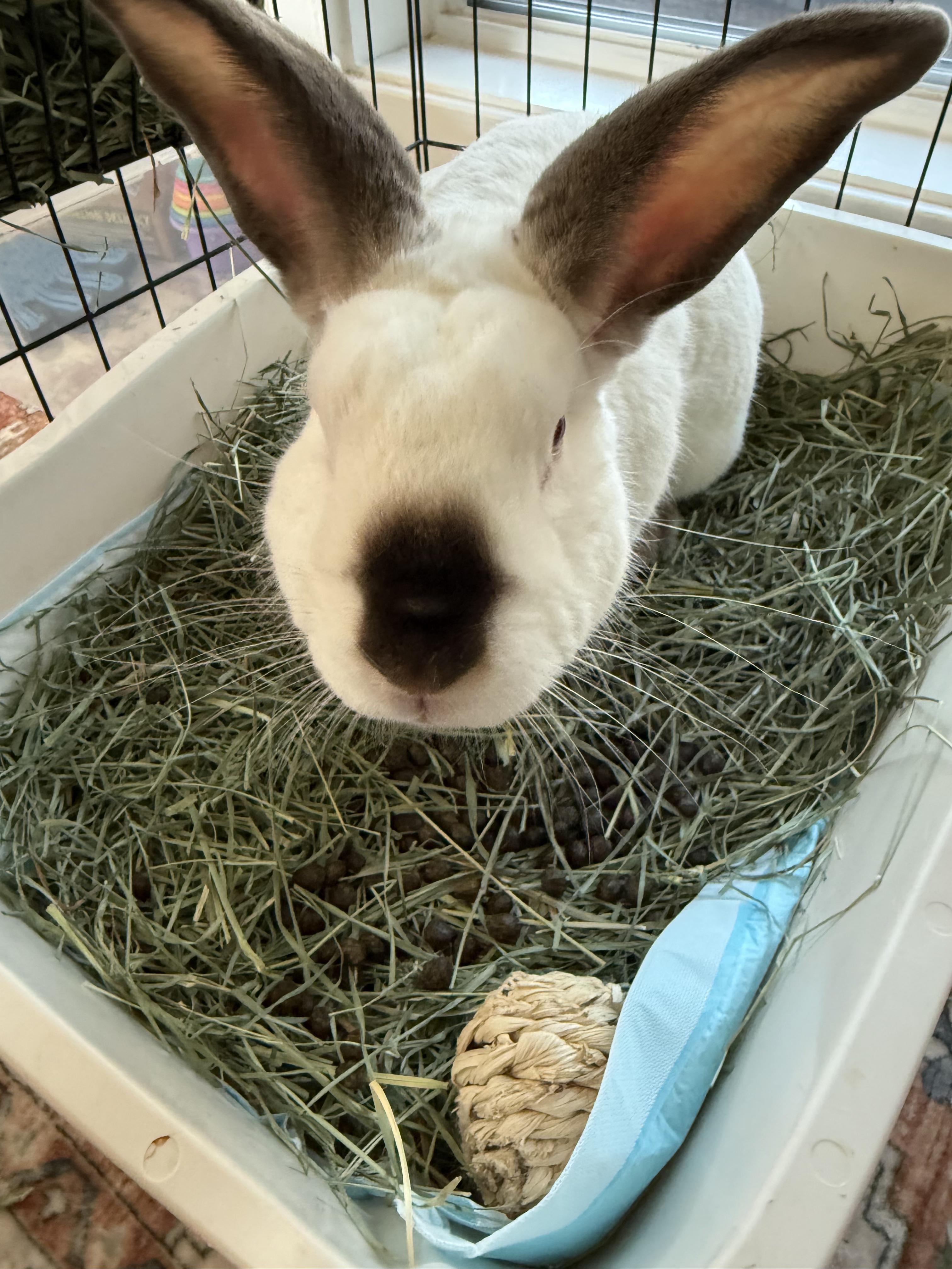 Cosmo, ADOPTABLE, Adult Male Californian.
