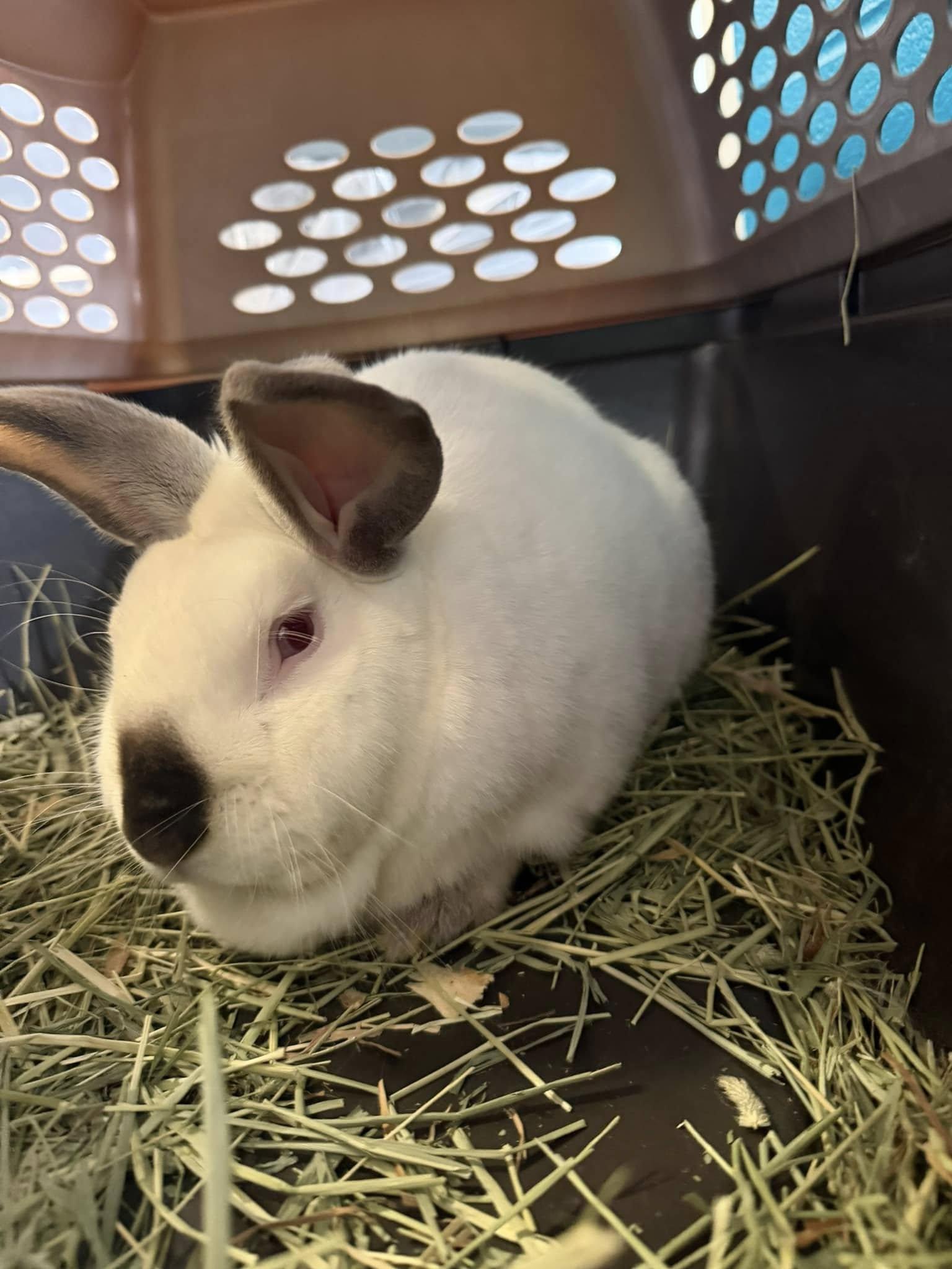 Cosmo, a ADOPTABLE Californian in San Antonio, TX image 2/2