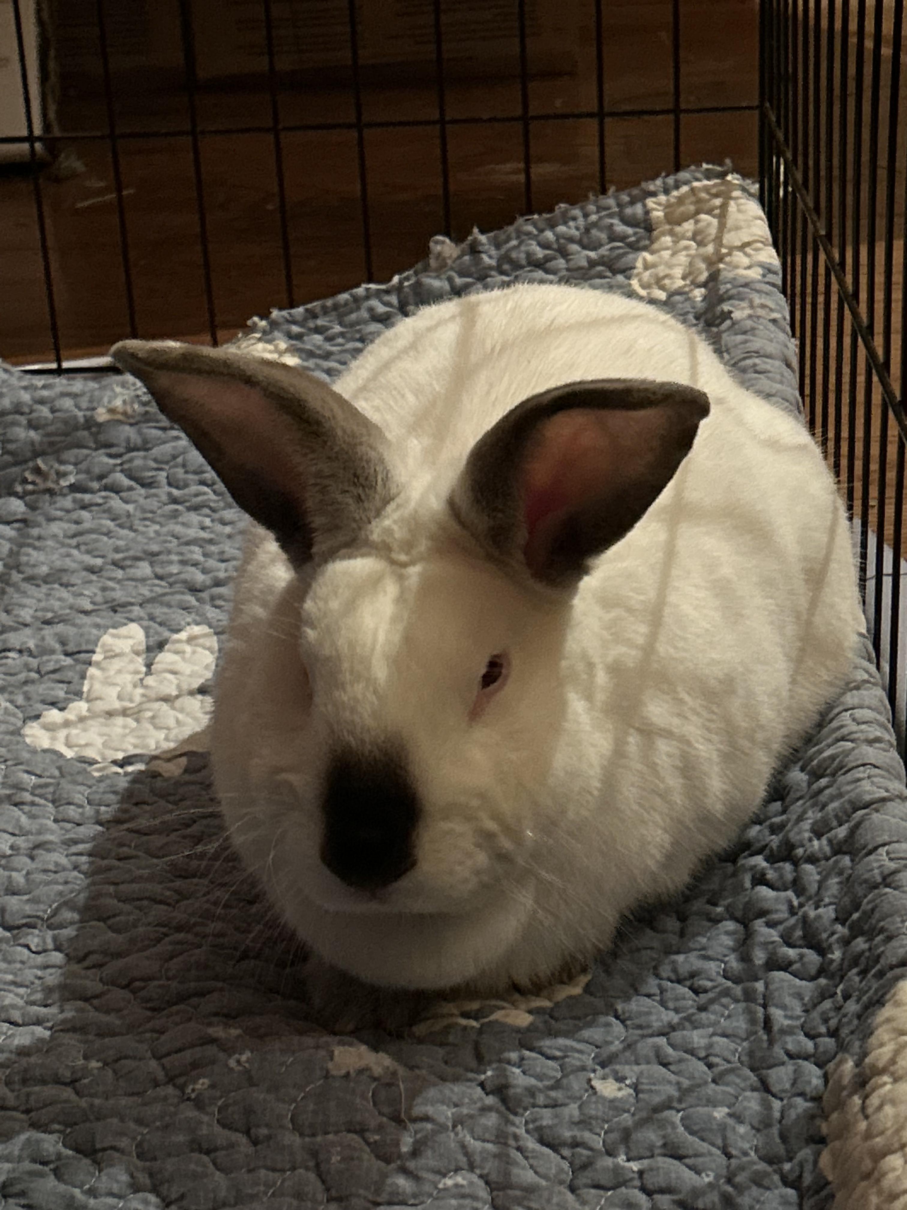 Cosmo, ADOPTABLE, Adult Male Californian.
