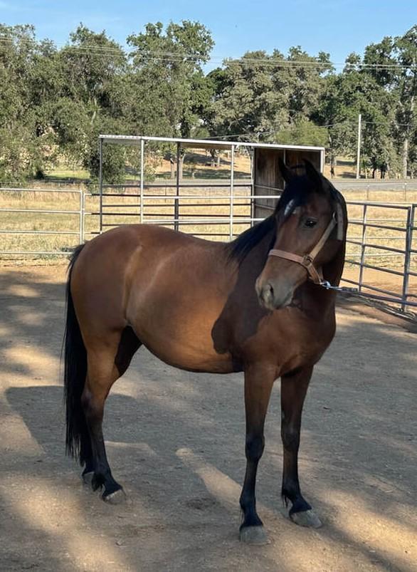 Enlarge River - Project/Light Riding, a Adoptable Arabian in Pilot Hill, CA image 2/2