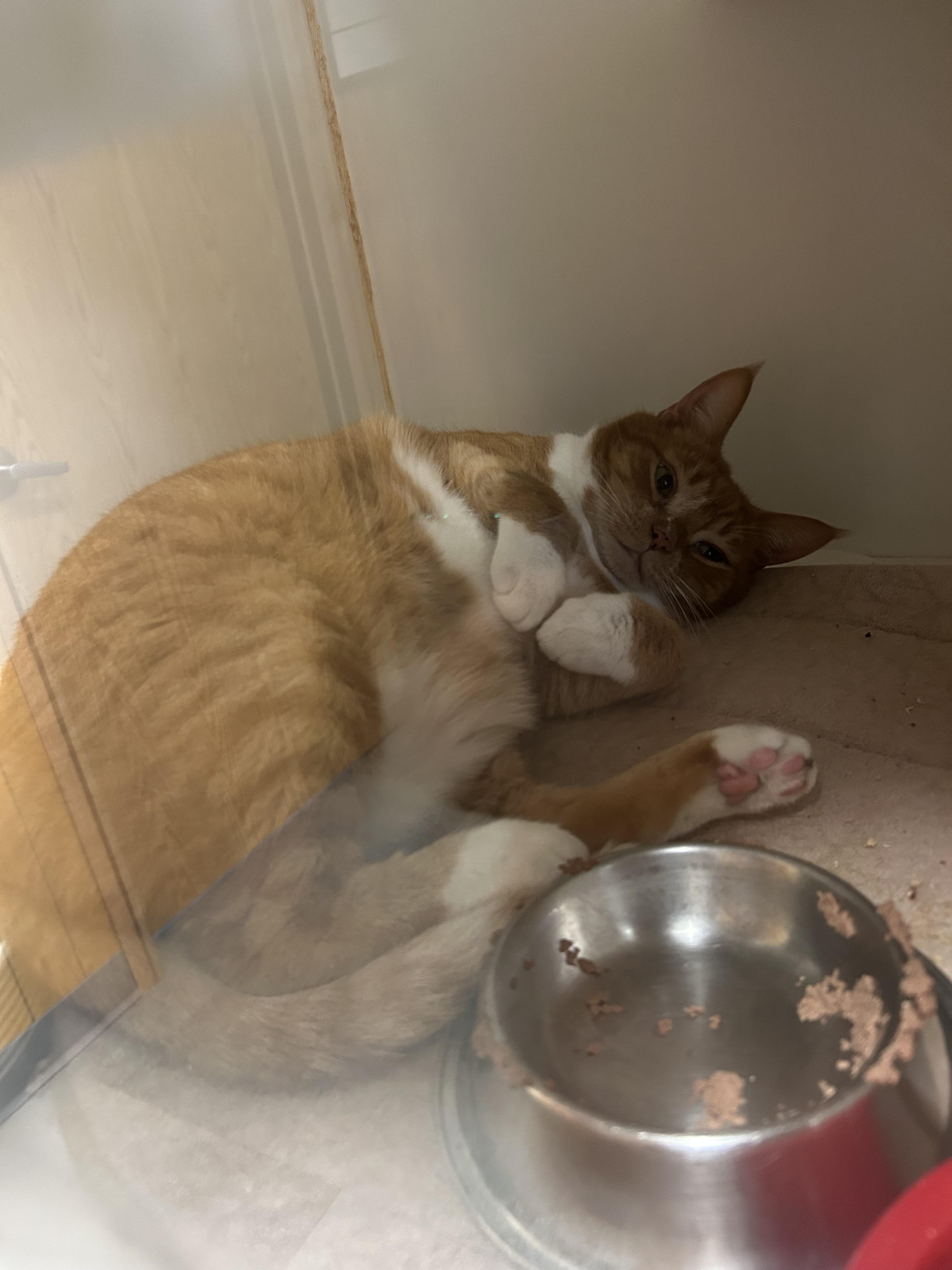 Enlarge Tipper, an adopted Domestic Short Hair in Kent, WA image 1/2