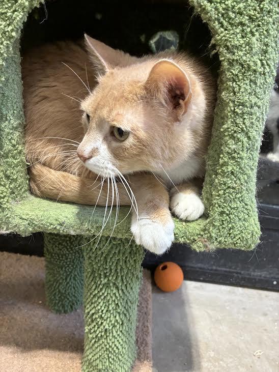 Lt Dan, ADOPTABLE, Adult Male Domestic Short Hair.