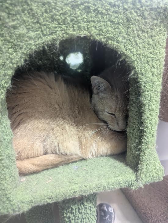 Lt Dan, a ADOPTABLE Domestic Short Hair in Blue Earth, MN image 2/2