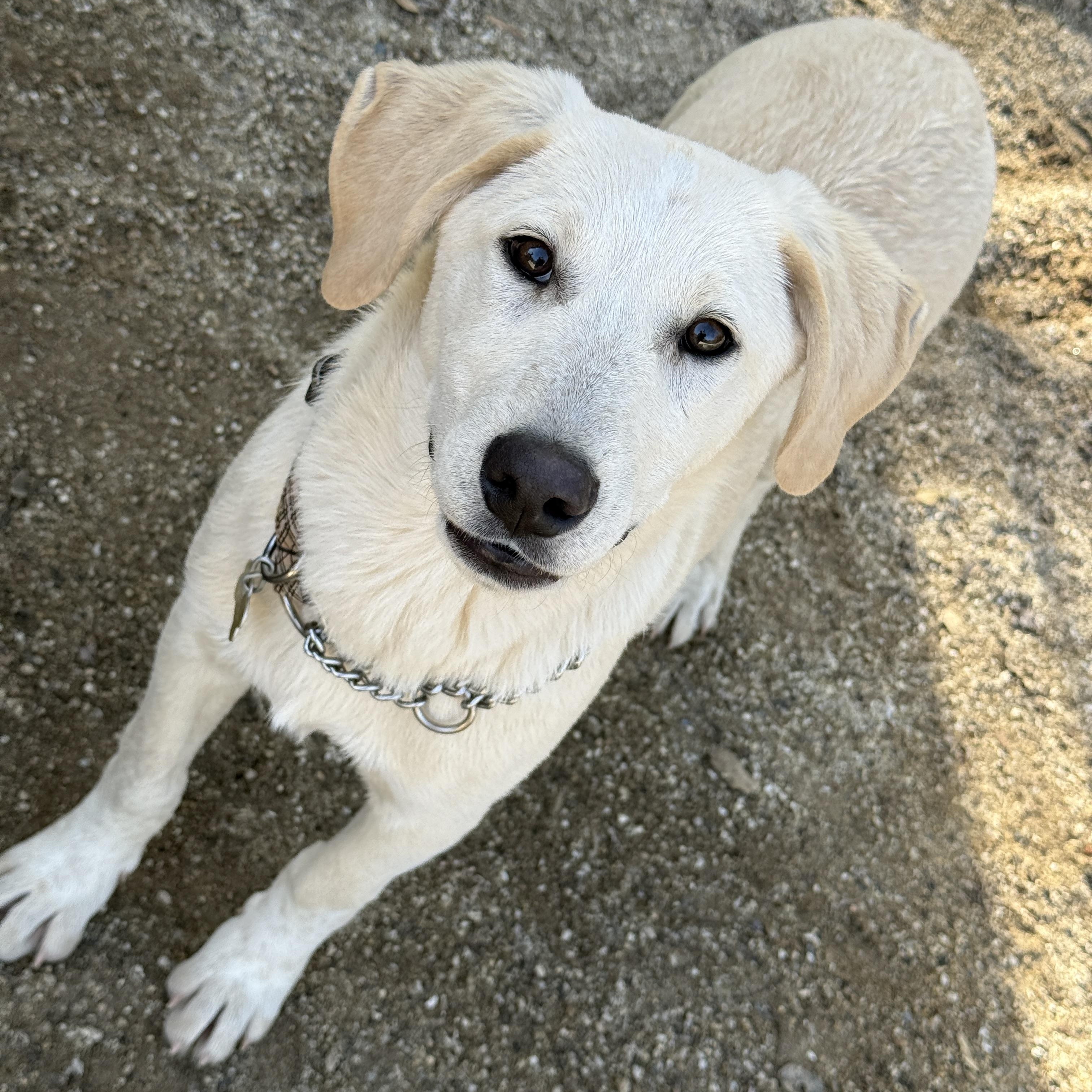 Hiccup , a ADOPTABLE mixed breed in Rough And Ready, CA image 3/4