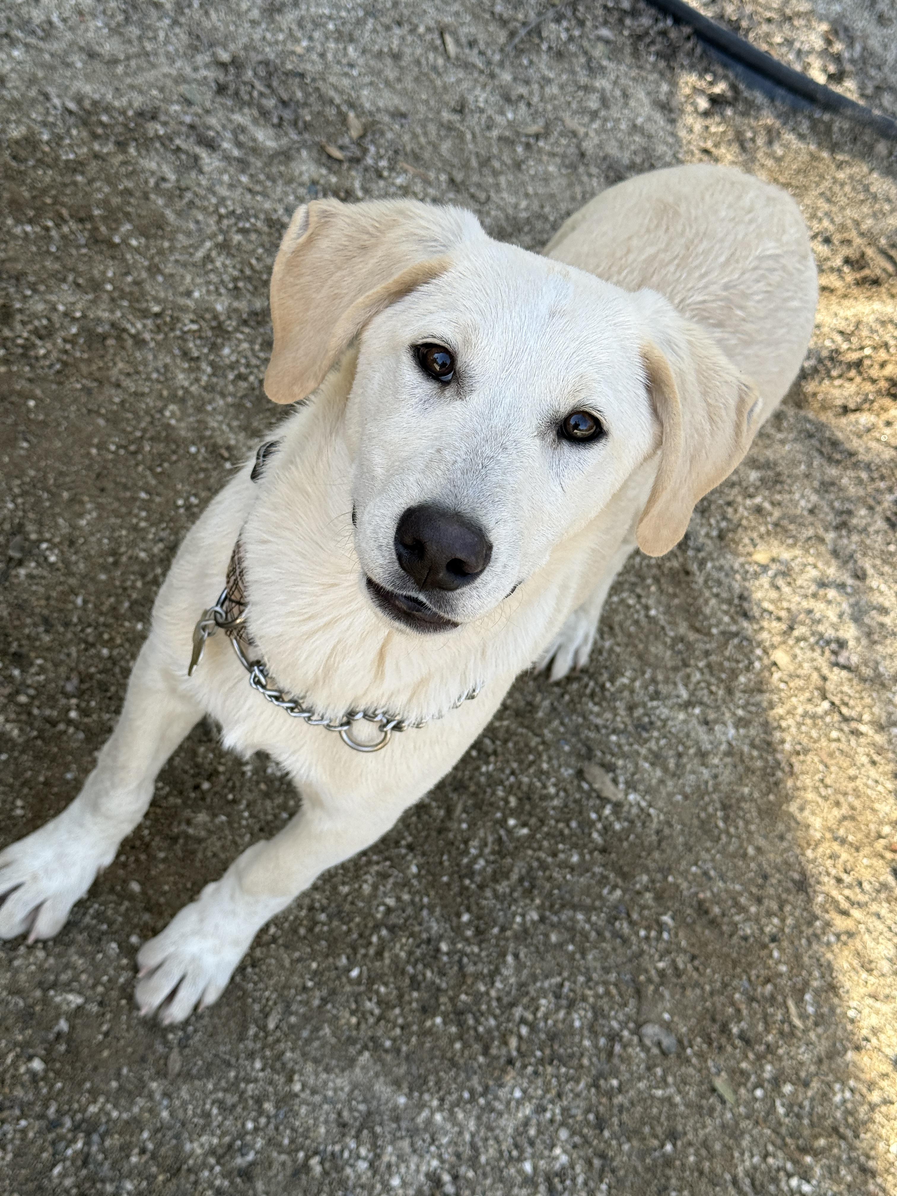 Hiccup , a ADOPTABLE mixed breed in Rough And Ready, CA image 3/4