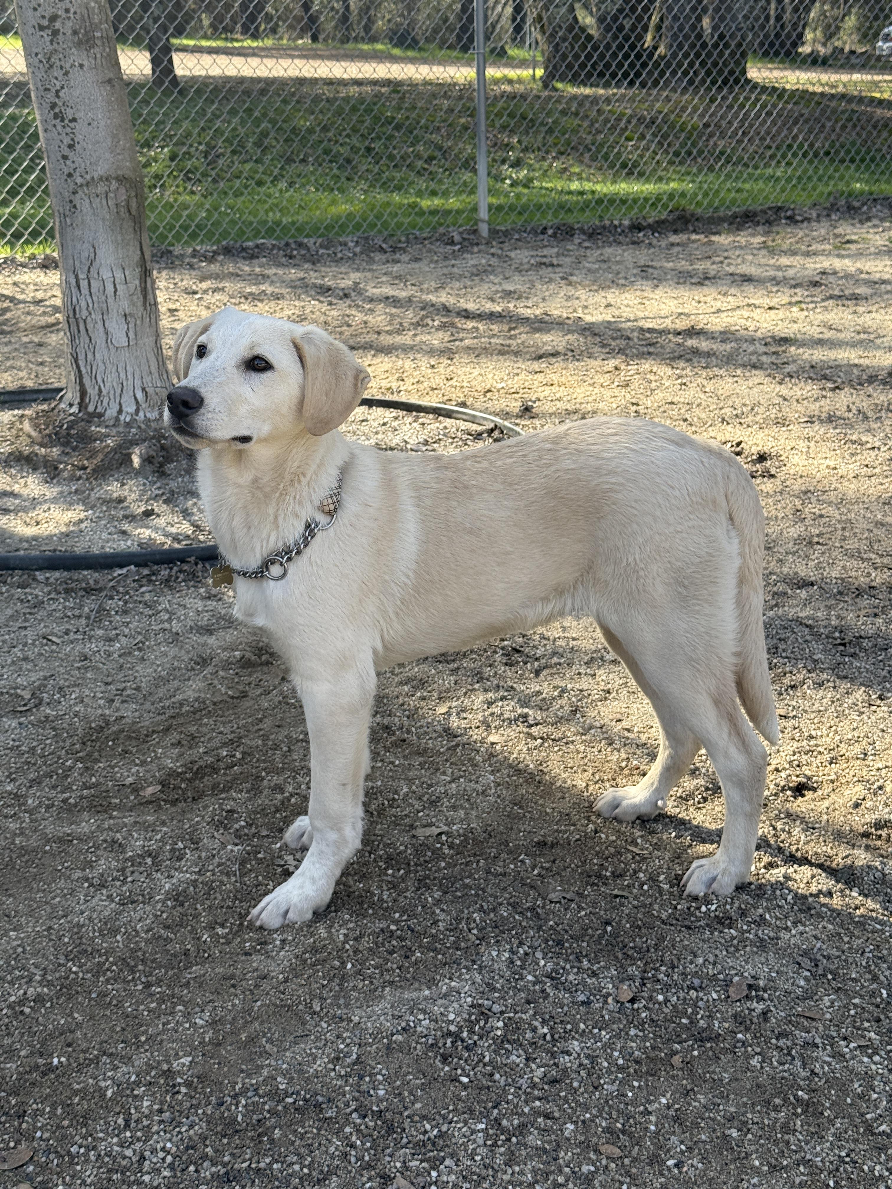 Hiccup , a ADOPTABLE mixed breed in Rough And Ready, CA image 1/4