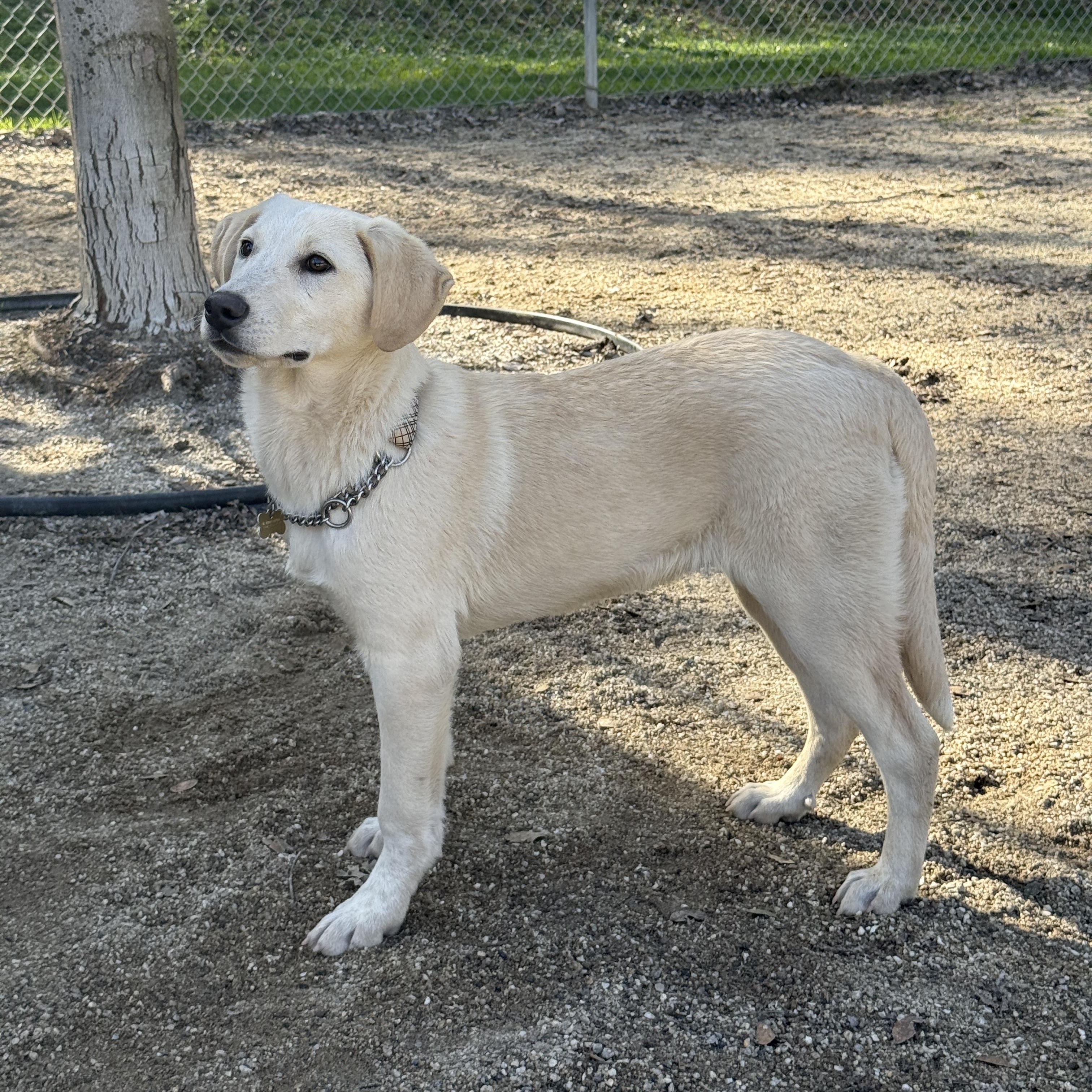 Hiccup , a ADOPTABLE mixed breed in Rough And Ready, CA image 1/4