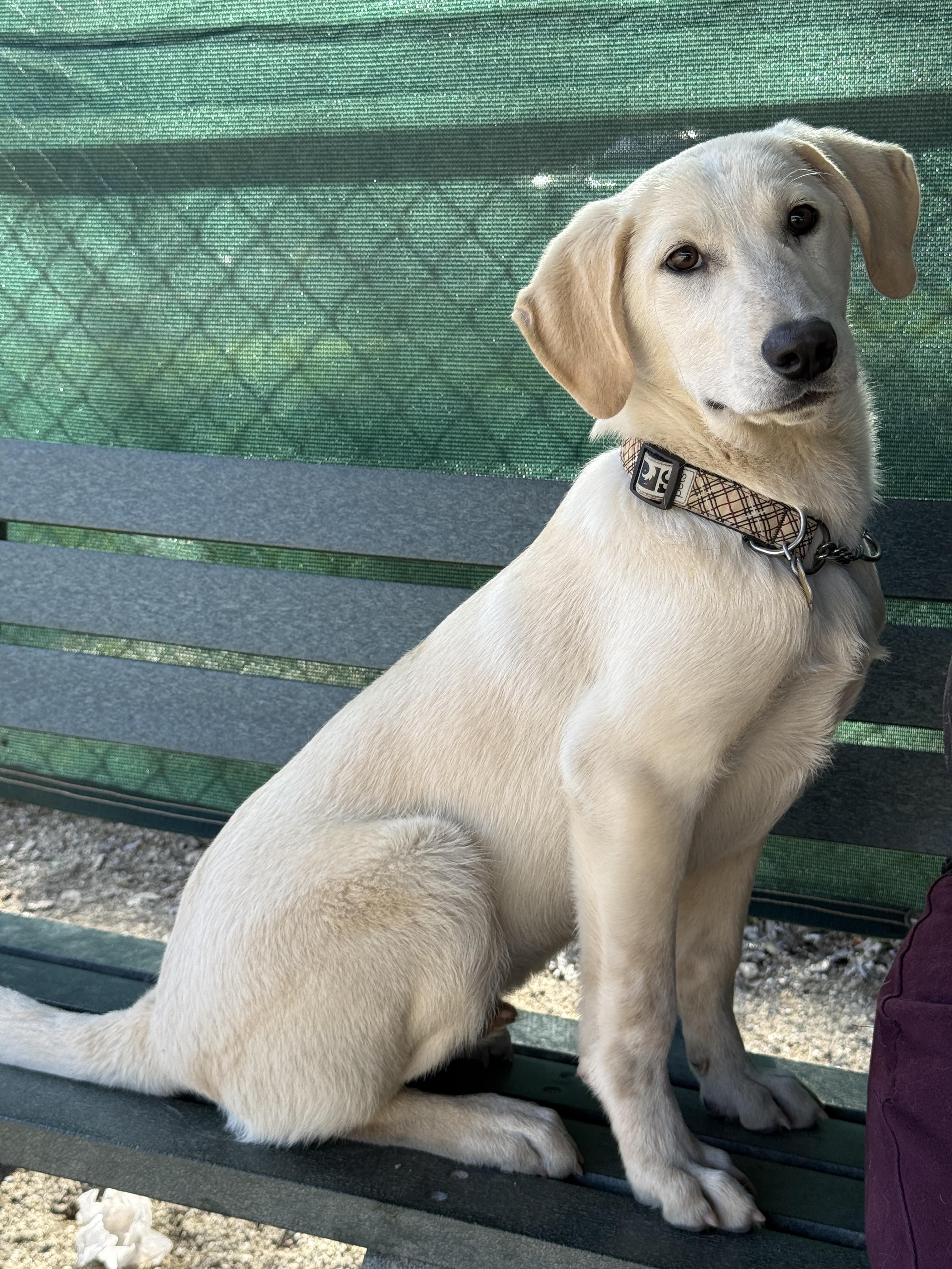 Hiccup , a ADOPTABLE mixed breed in Rough And Ready, CA image 2/4