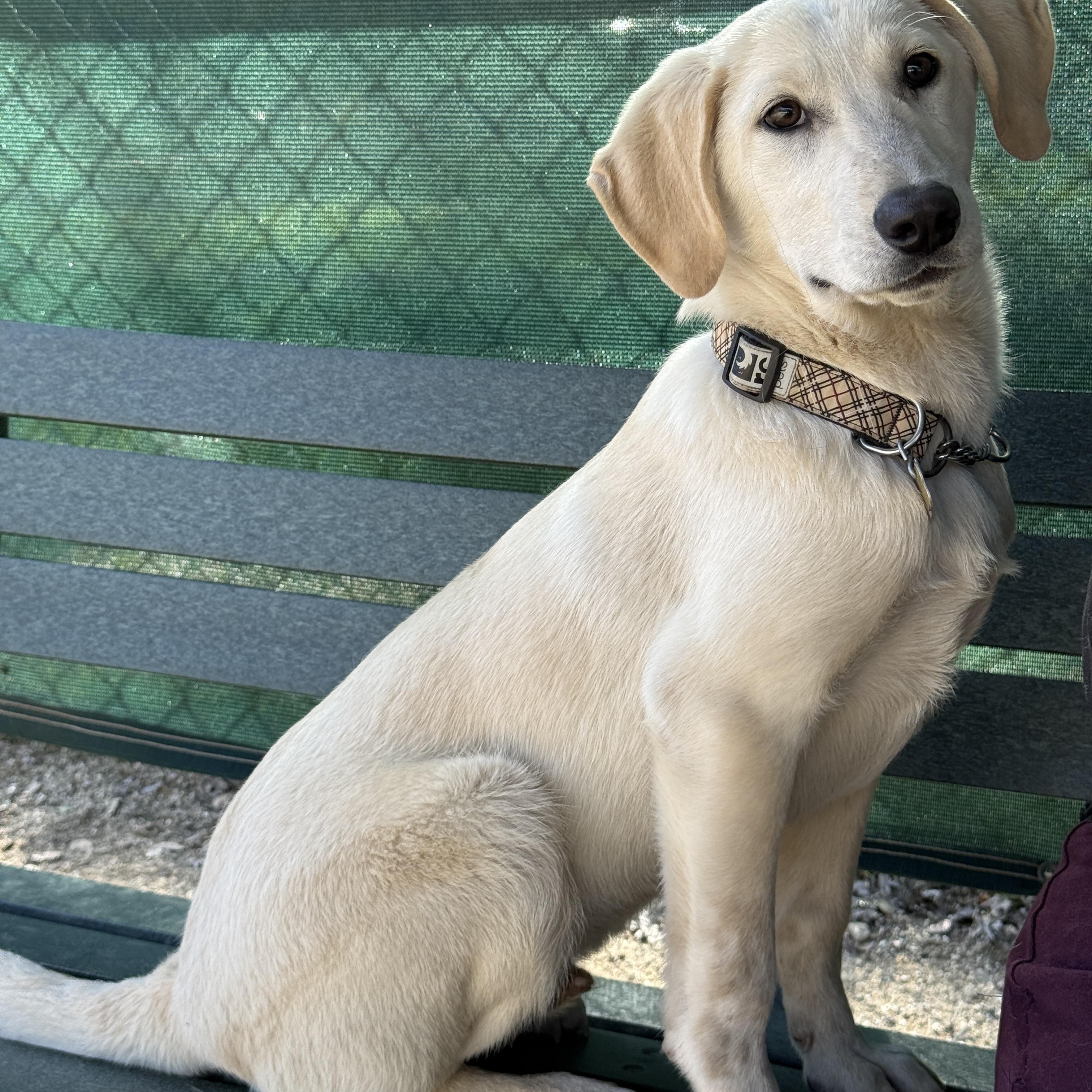 Hiccup , a ADOPTABLE mixed breed in Rough And Ready, CA image 2/4