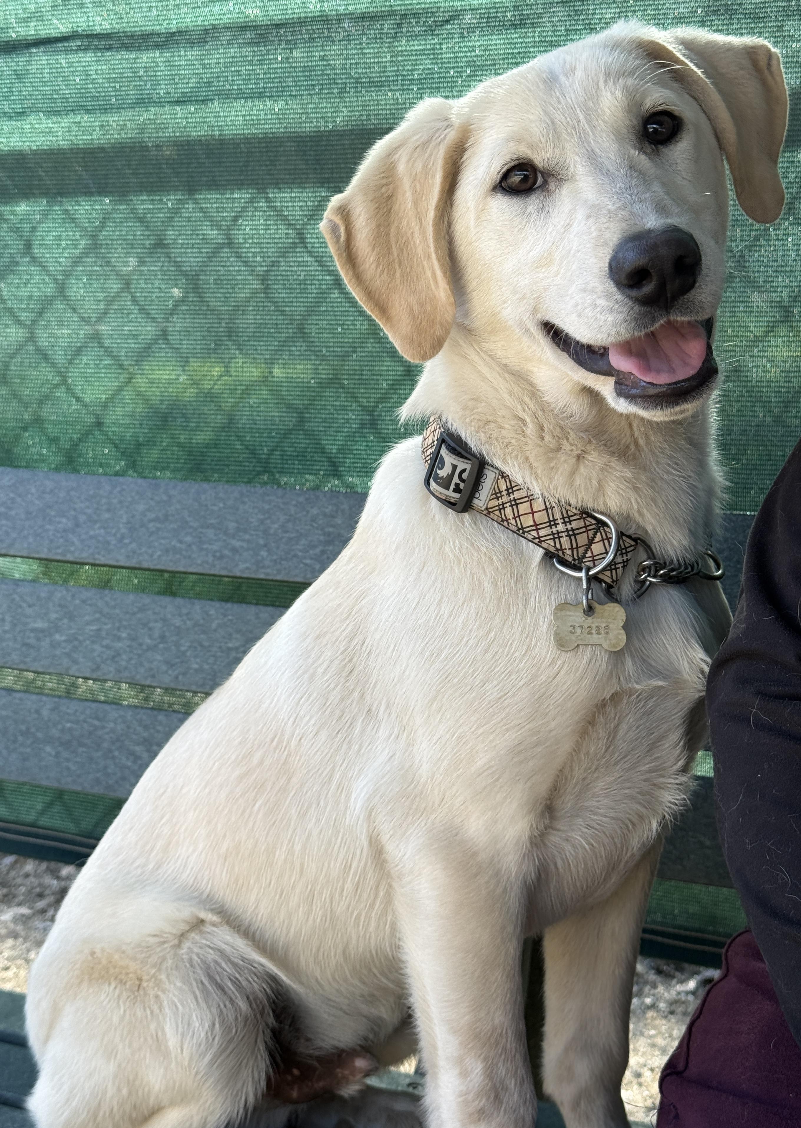 Hiccup , a ADOPTABLE mixed breed in Rough And Ready, CA image 4/4