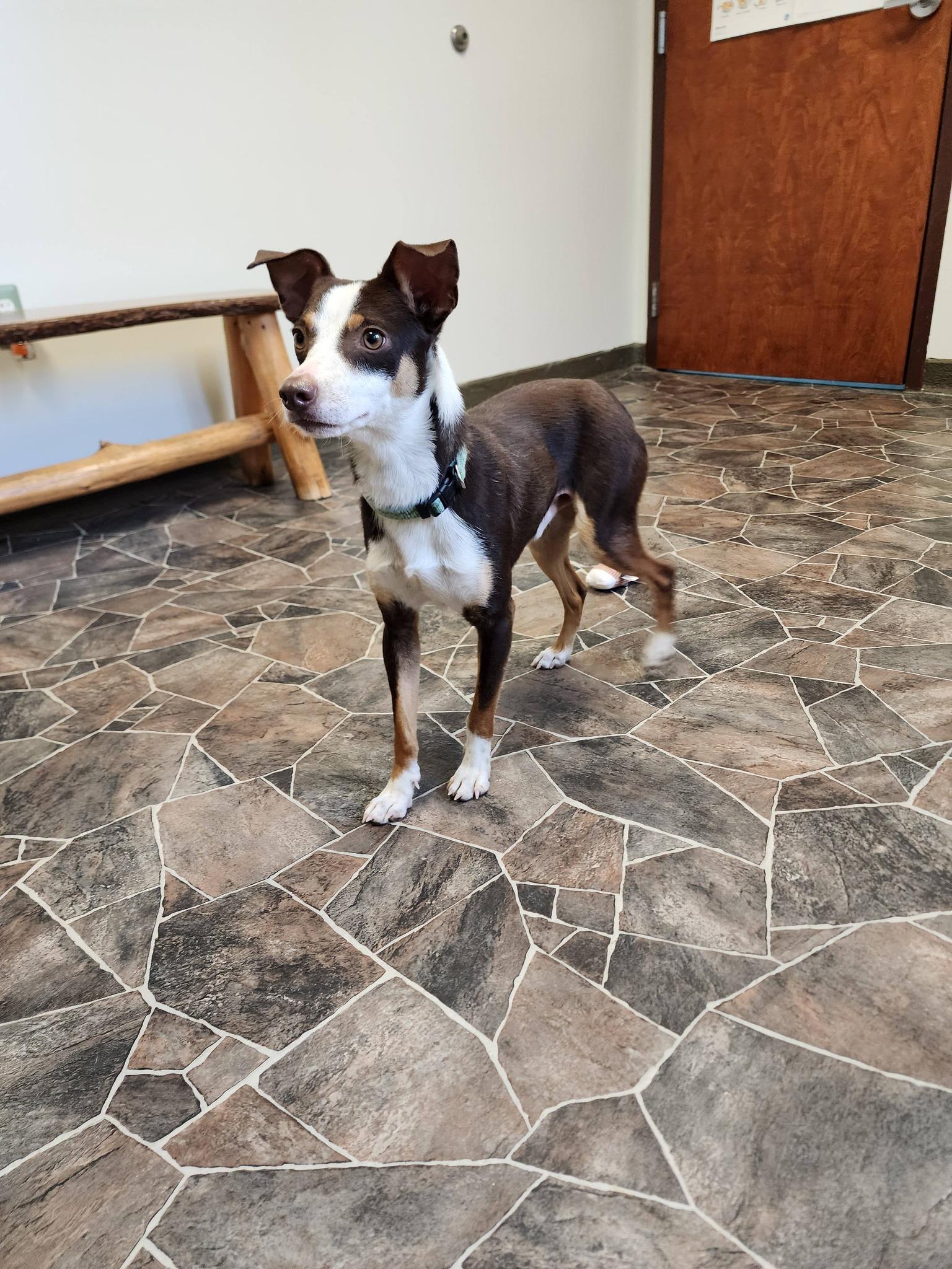 Enlarge Worm, an adopted mixed breed in Sterling Heights, MI image 2/6