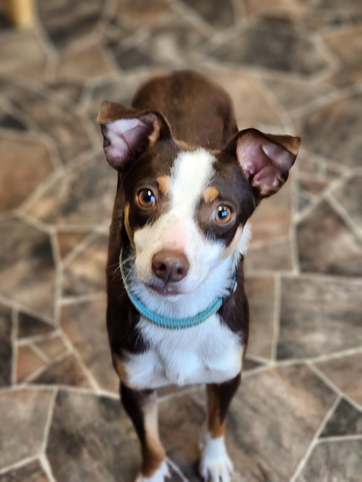Enlarge Worm, an adopted mixed breed in Sterling Heights, MI image 1/6
