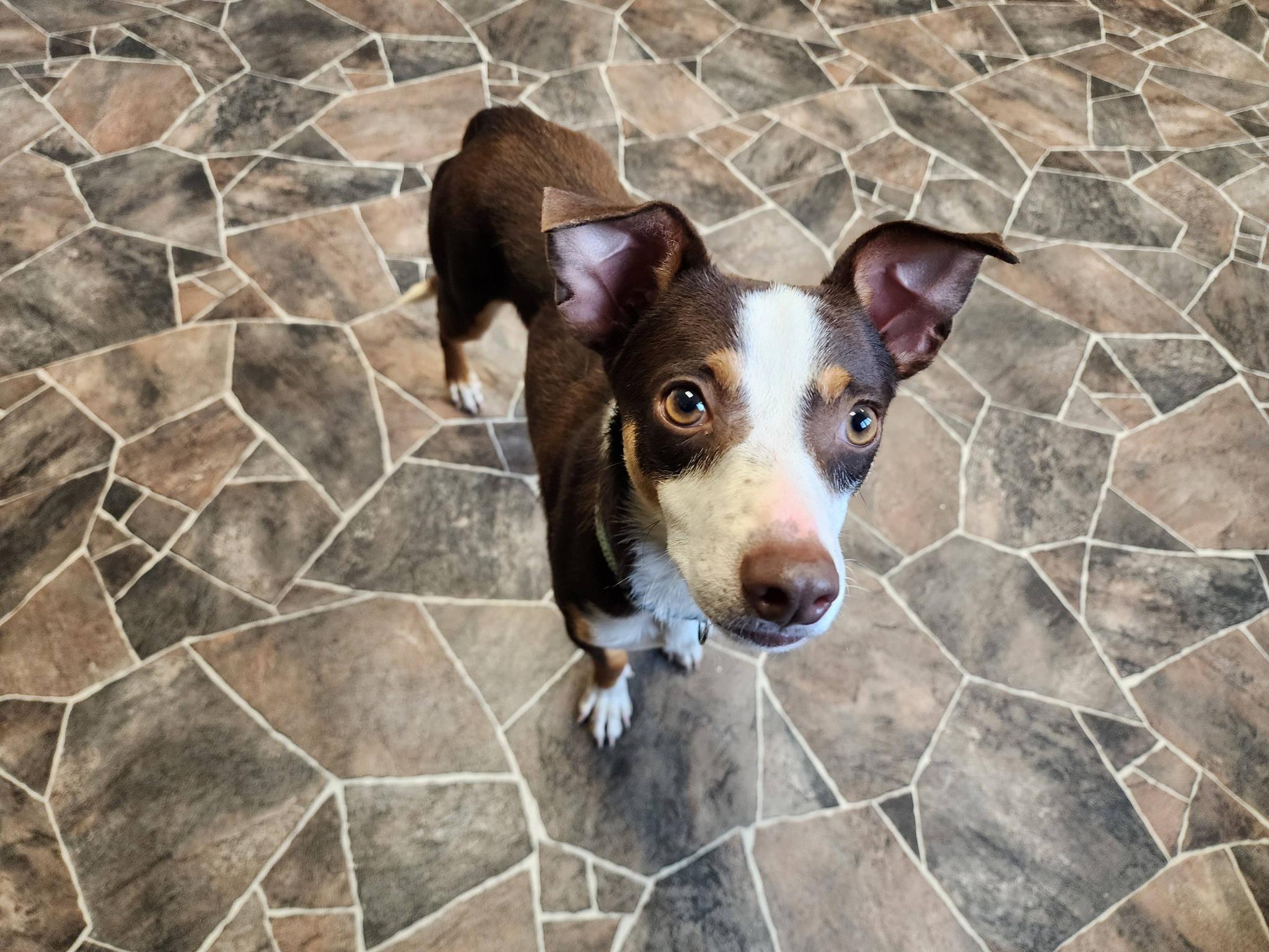 Enlarge Worm, an adopted mixed breed in Sterling Heights, MI image 6/6