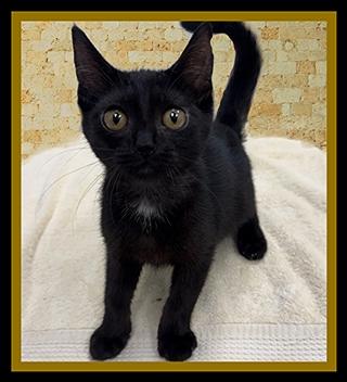BUFFOON, Adoptable, Kitten Male Domestic Short Hair.