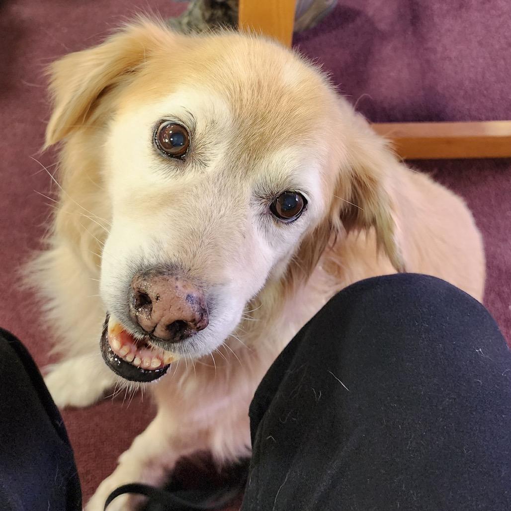 Zeke, Adoptable, Senior Male Golden Retriever & Mixed Breed.